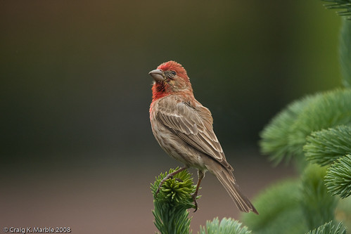 House Finch (2 of 2)