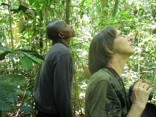 searching the canopy for primates