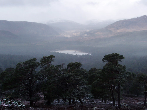 balmoral forest