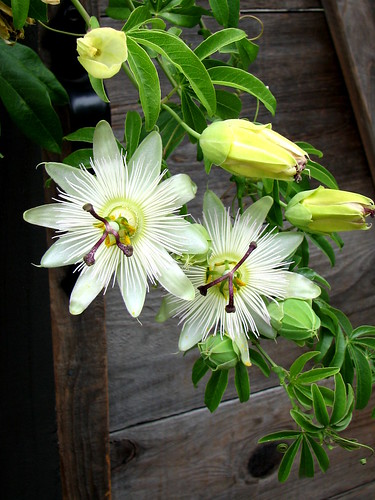 Passiflora1