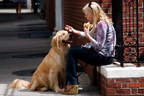 Woman stroking a Golden Retriever in the street
