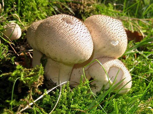 Fungi by the roadside