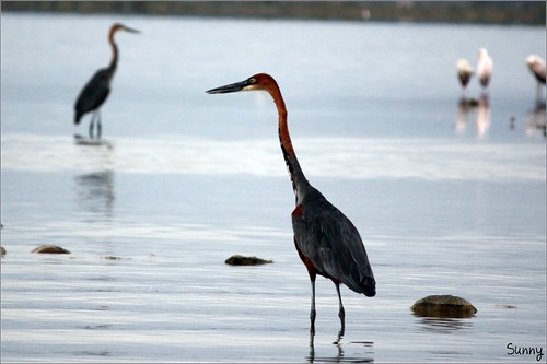 你拍攝的 32 Lake Naivasha - Goliath Heron。