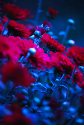 TLW Photography 拍攝的 Red Flowers。
