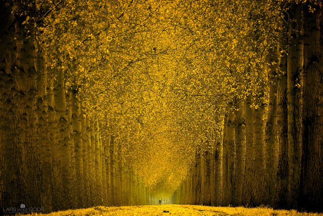 Walking in the Autumn Woods with Photographer Lars van de Goor of The Netherlands