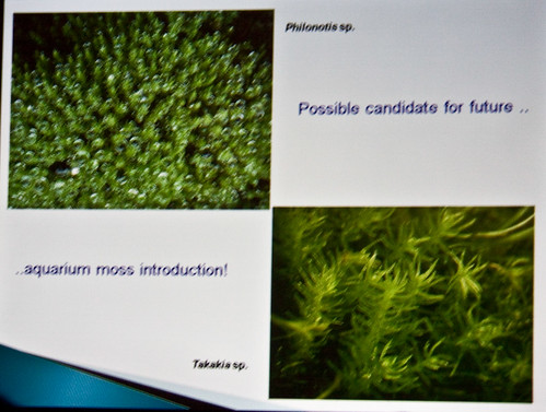 Possible Canidate Mosses for the Hobby