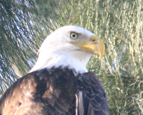 Bald Eagle Head 20081129