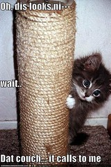 funny-pictures-kitten-scratching-post-distracted
