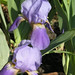 purpleirises