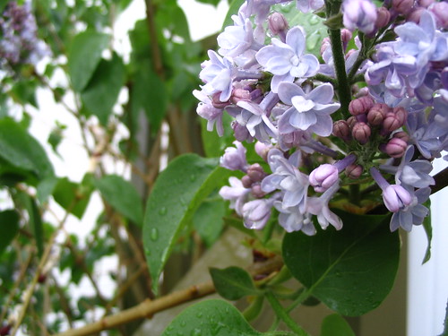 Lilacs are Blooming