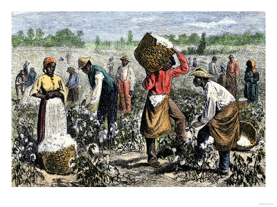 slaves picking cotton. -Picking-Cotton-Giclee-Pr