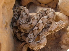 ... snake viper snakes scaled palestinian venum echis c
