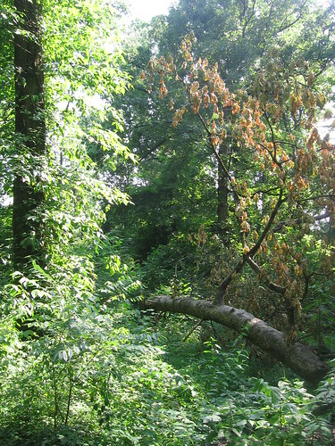 Fallen Tree in Old Forest