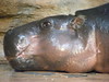 Pygmy Hippo