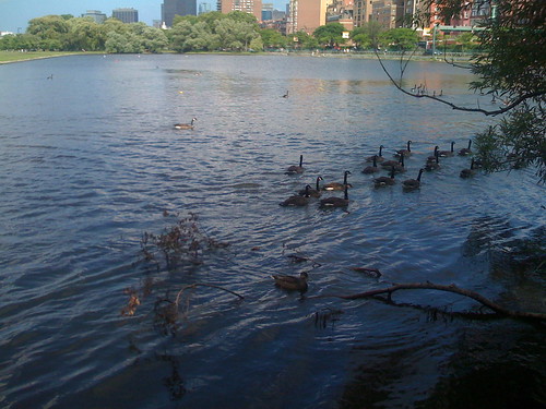 Charles River Ducks