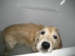 Bailey in the bath