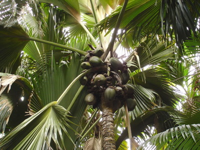 Female Coco de Mer plant in Vallee de Mai on Praslin