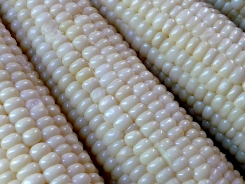 corn.JPG