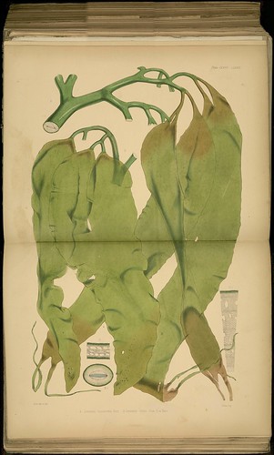 Drawing of antarctic botanical specimen: Lessonia spp.