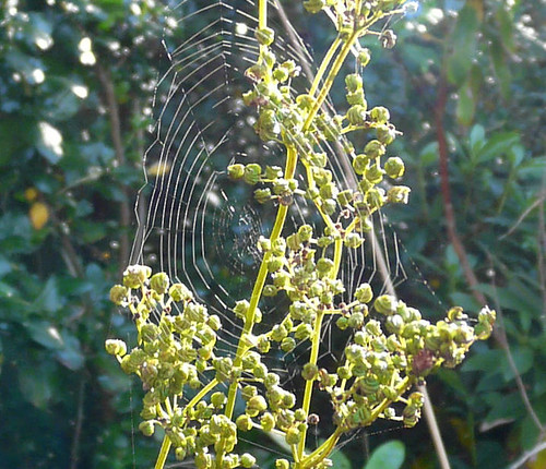 web in sun