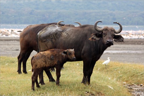 你拍攝的 9 Lake Nakuru - African Buffalo。