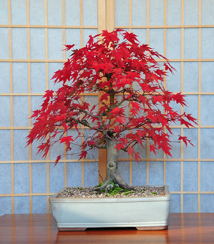 bamboo leaf japanese maple bonsai. Japanese Mountain Maple Bonsai