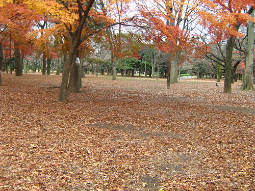 Red leaves carpeting the ground at Yoyogi Park