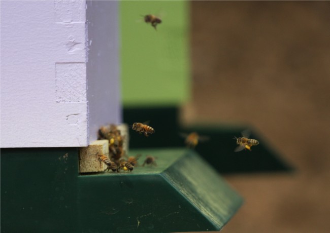 beekeeping 219 (650 x 460)
