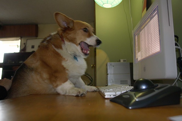 dog using a computer excell