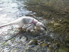Wading in the river