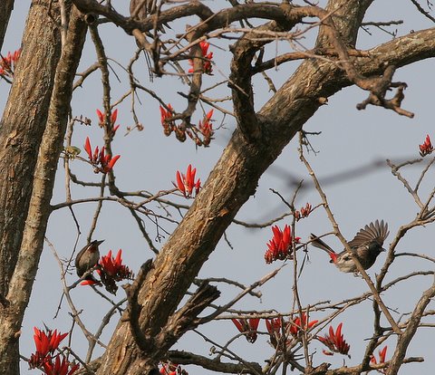 red-vented bulbuls in coral tree