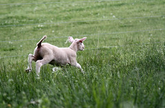 Healthy lamb