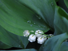 Water-Logged Lilies