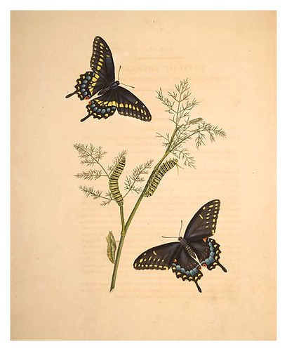 02-Illustration of Papilio Troilus. Anethum Fœniculum 1