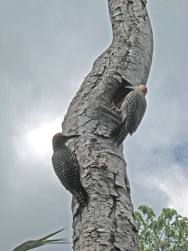 West Indian woodpecker