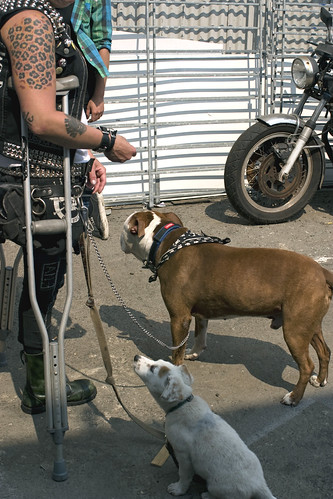 punk and dogs