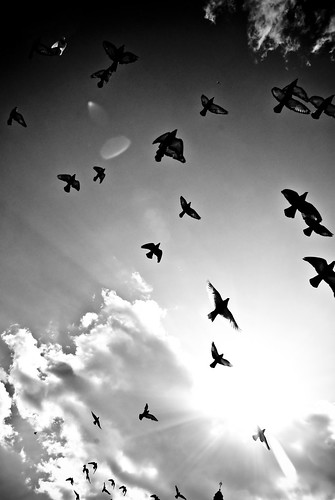 black and white birds overhead