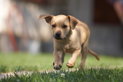 yellow labrador puppy running toward the camera