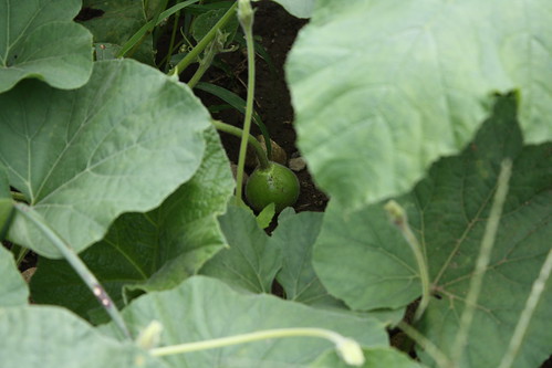 A small gourd amongst lush leaves