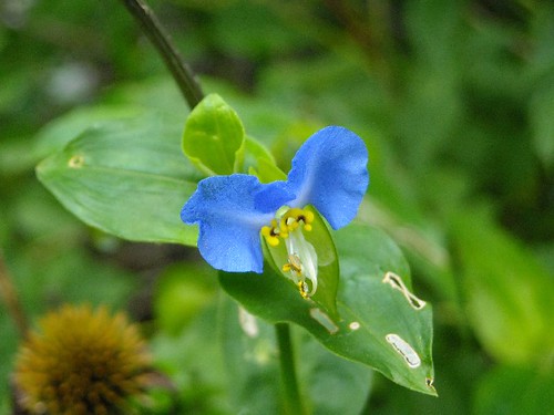 Commelina erecta (slender dayflower) 2