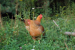 Freedom Ranger hens
