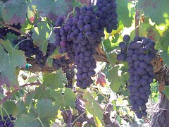 Amazing grape clusters