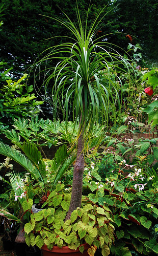 Ponytail palm belongs to the