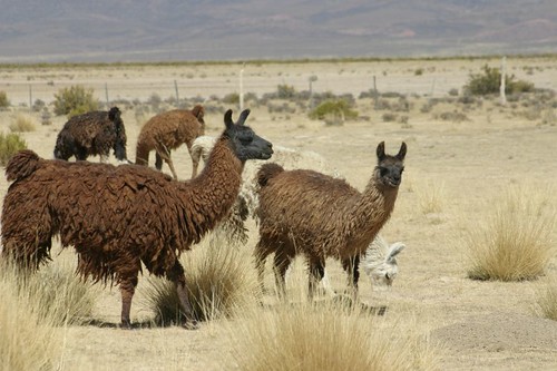 Llamas north of Abra Pampa, Argentina.