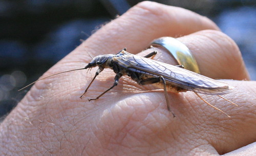 Giant upper McKenzie River stonefly