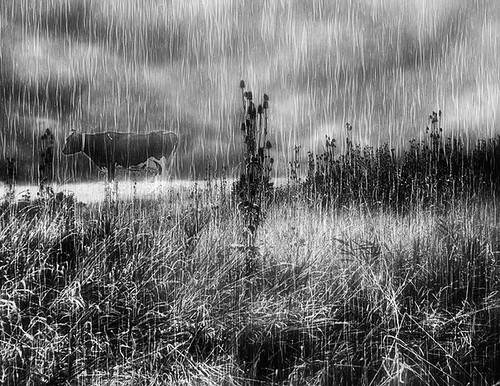 Jerrys baby in the rain. Black and White 