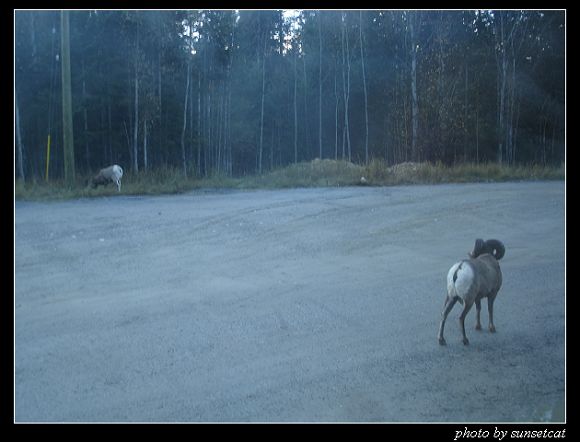 北美大角羊
