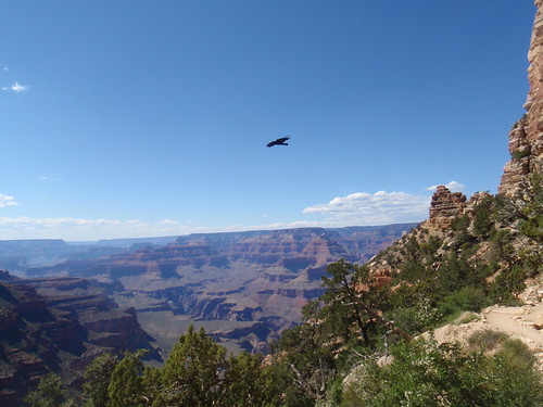 Bird at Grand Canyon