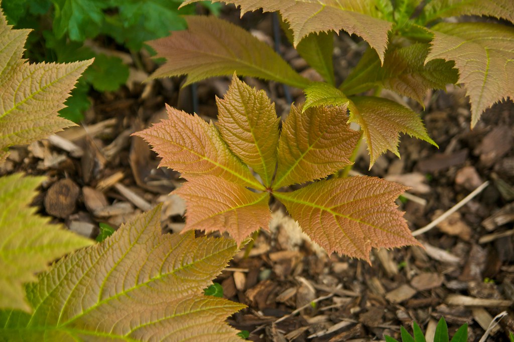 rodgersia podophylla clumping  296