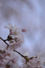 彼岸桜, Yoyogi Park